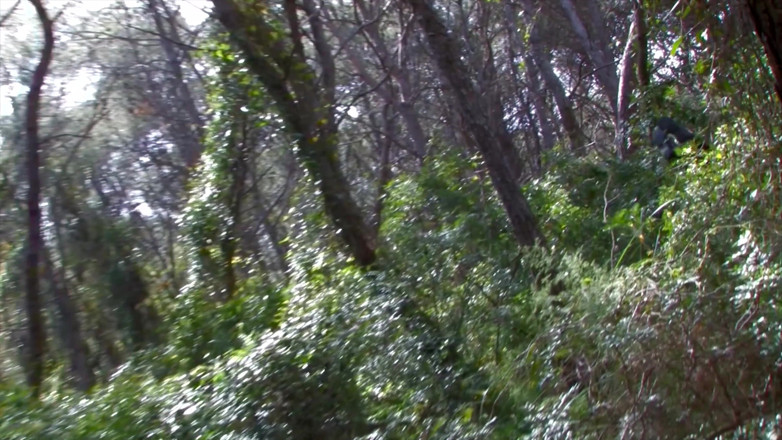 Radical: Fodendo na floresta. Morena gostosa em meia arrastão