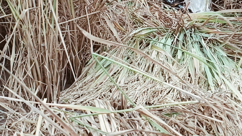 Riyadesi18: Riya si istri nakal mematahkan segel di sawah untuk pertama...
