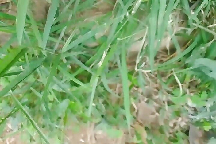 Thakursammy: Indický chlapec amatérský chcaní