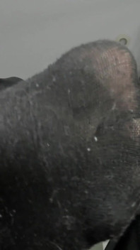 Dirty Socks
