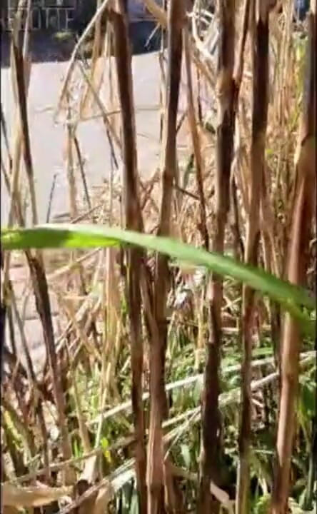 Sabrina Prezotte: 在炎热的阳光下，我感觉更愉快和无忧无虑，最后我为你达到很棒的高潮