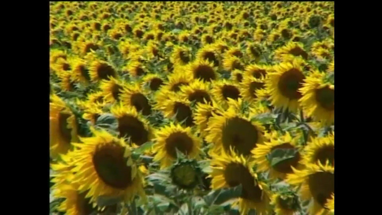 FM Video films: Kobiety cieszą się tym bardziej