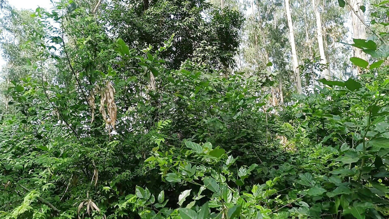 Asha Devi: Kakak ipar ngentot adik iparnya di hutan dan ngentot memeknya...