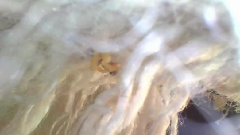 Maeling: Tiny Couple Stuffed in Oily Anal - Giantess Ass