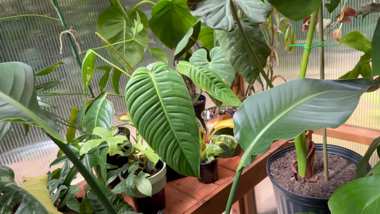 Destination Kat: Spring Greenhouse Tour