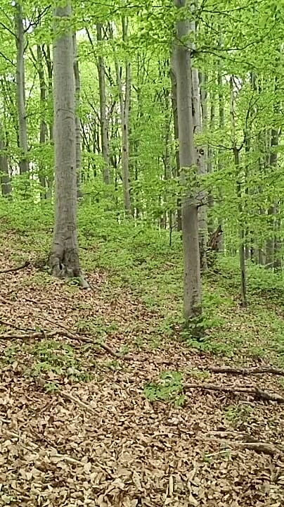 I Chase Him Through the Leaves (Boris Heycall) I Chase Him Through the Leaves (Boris Heycall)