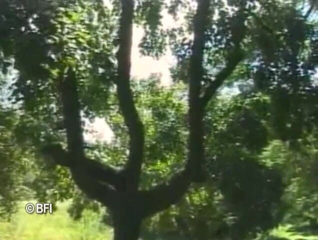 Ladyboy Paradise: Транс пристрасть до бюстгальтера 12
