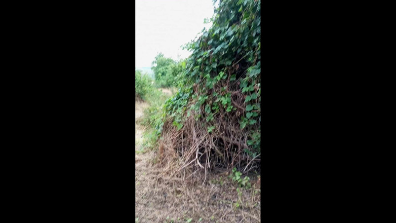 SweetChloe: Sexe en plein air