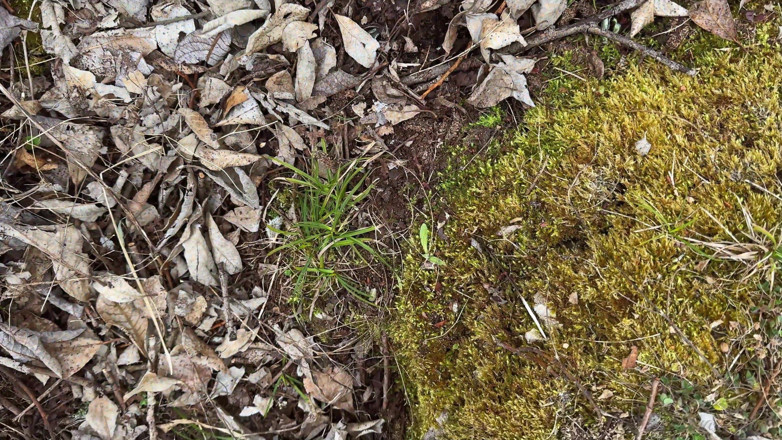 Vasya Sylvia: Barefoot Walk In The Woods - Voetfetisj - Blote Voeten!