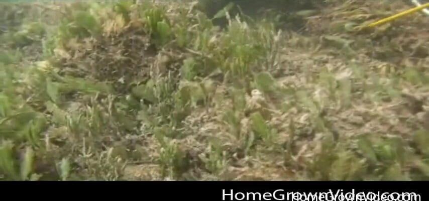 Homegrown Oral: Daisy en Lars worden gefilmd terwijl ze onder water seks...