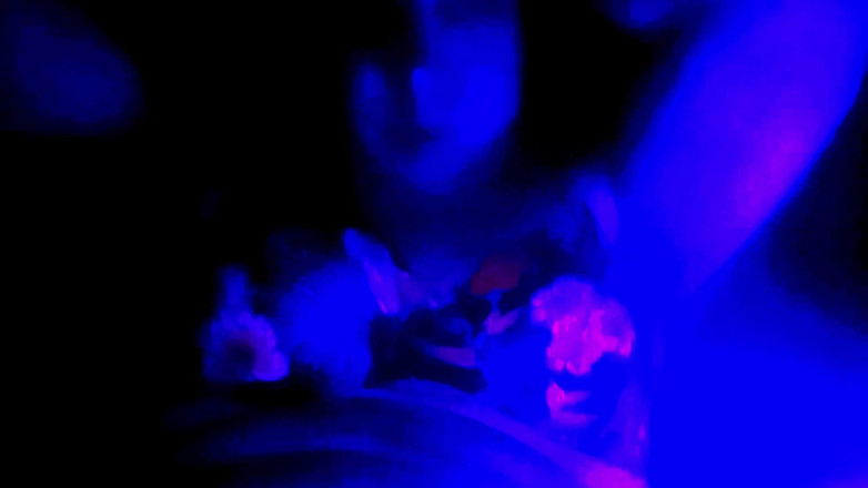 Sis Gasmo: Sissygasm