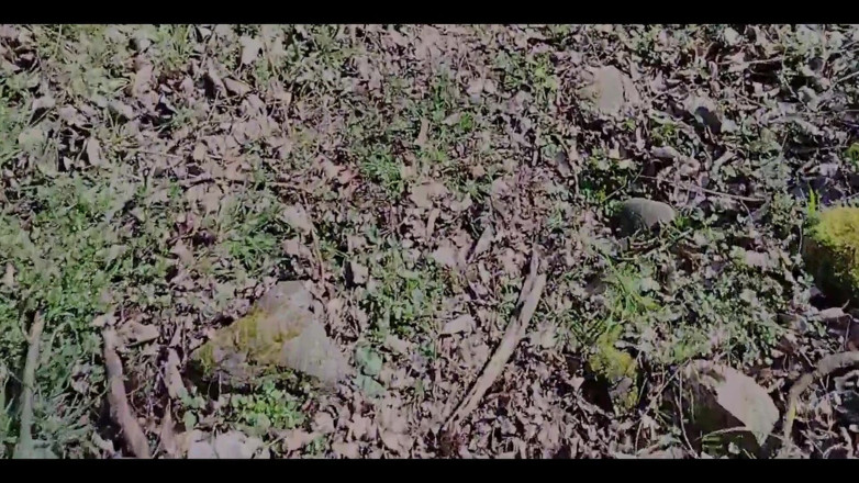 Lollolara91: Fantasi Lara Ep.2 - Di Dalam Hutan Mencari Zakar Untuk Menghisap