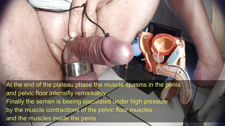 Gaylectrician: Tutorial de răspuns sexual masculin