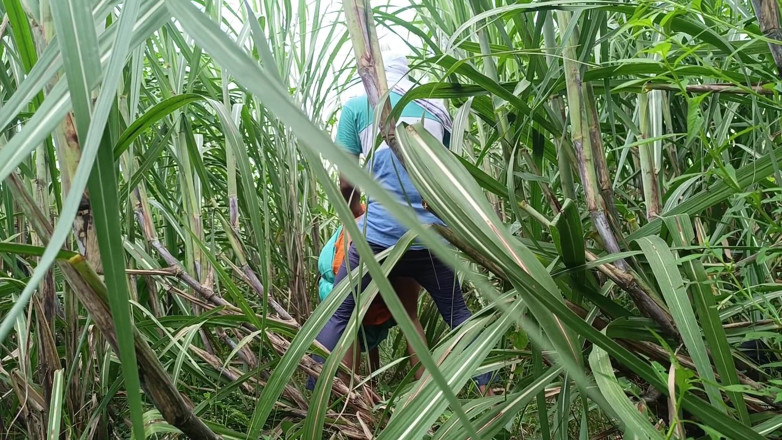 Asha Devi: Abang ipar dan abang iparnya dientot habis-habisan di hutan