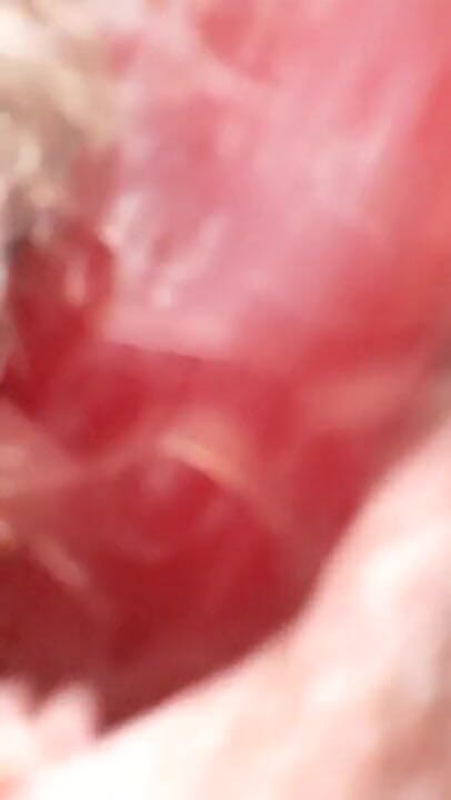 ViviBush: Hairy teen giantess finds her little stepbrother