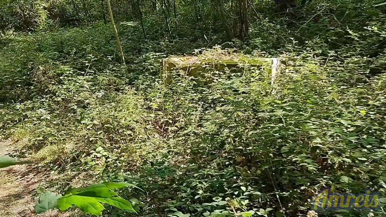Amreis: Aku menemukan tempat untuk muncrat di hutan