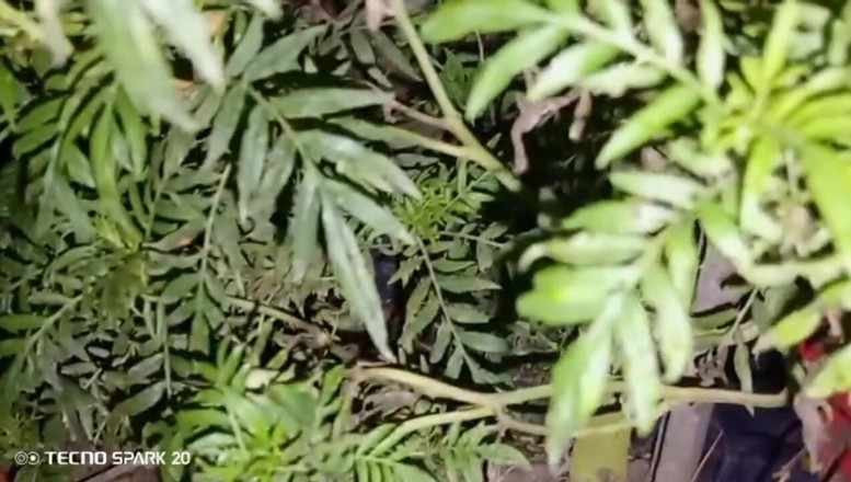 Real Time Enjoy: Večerní šukání se sousedem od vedle