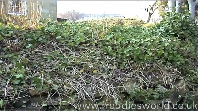 Freddies World: Gagică din Europa de Est futută în cur