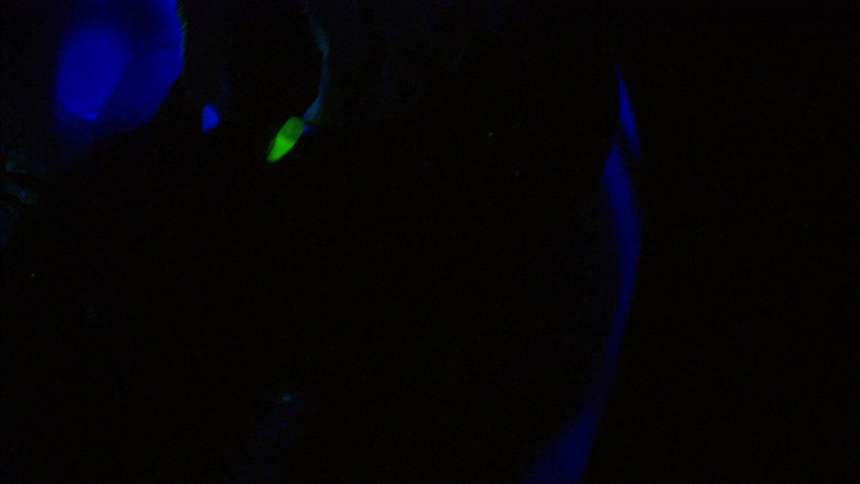Tight little babes: Lesbische aliens machen es mit