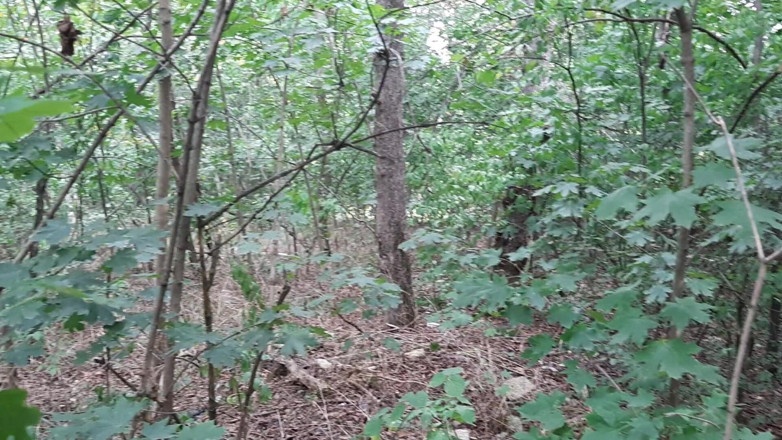 Lesbian-candys: Masturbation lesbienne risquée dans la forêt