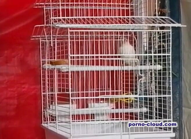 Porno Cloud: Sekret arabian - DVD