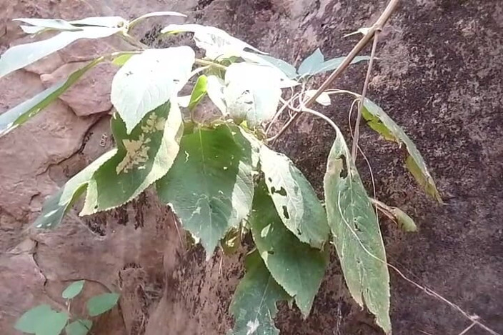 Thakursammy: Piss Tribute in Jungle
