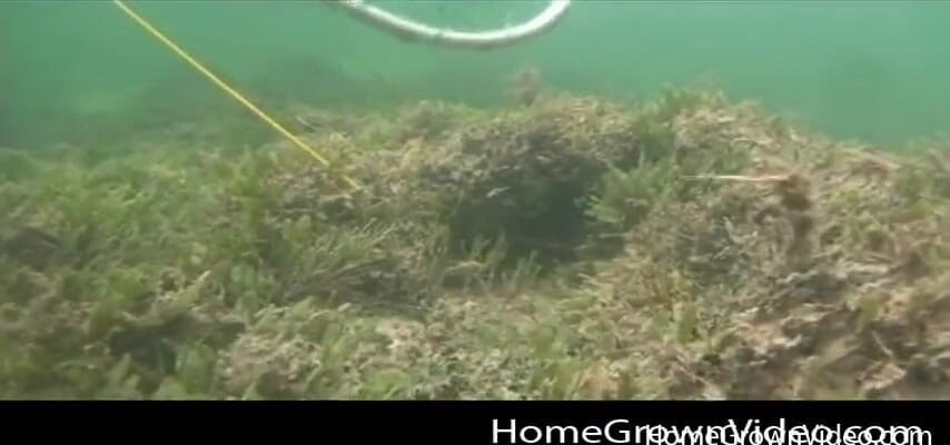Homegrown Oral: Daisy e Lars vengono filmate mentre fanno sesso sott'acqua