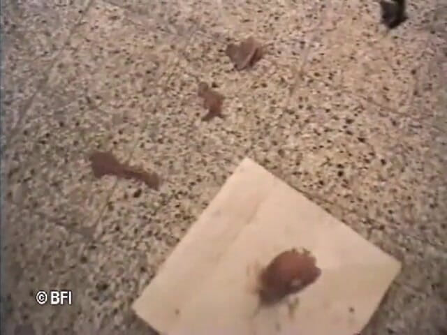 Fetish Tv: Fallkött