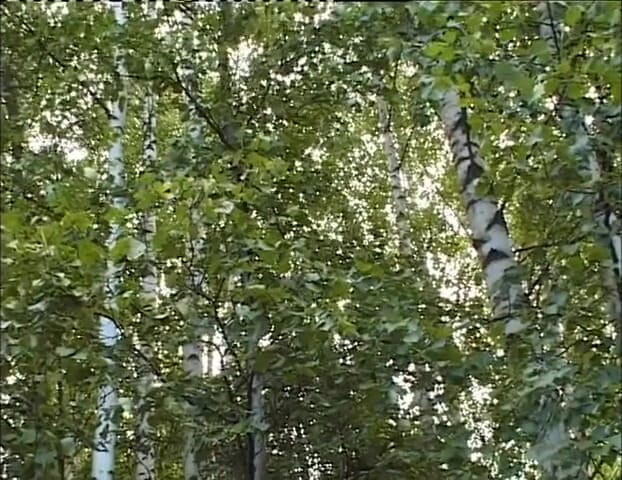 Radical: Гарячу тінку відтрахали на природі