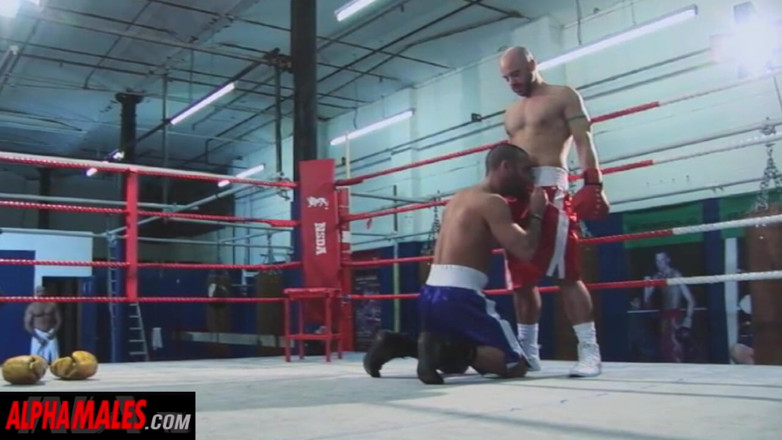 AlphaMales: Alphamales - trio gay sudato al club di boxe