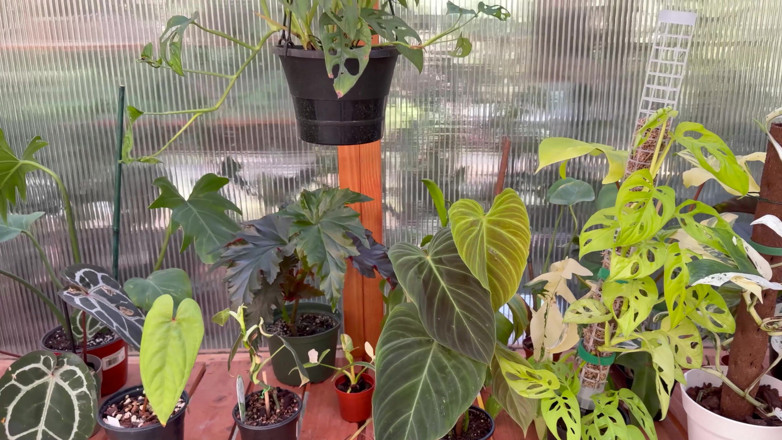 Destination Kat: Spring Greenhouse Tour