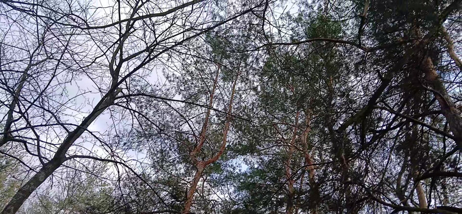Lesbian-illusion: Riskantní čůrání a masturbace ženy v lese