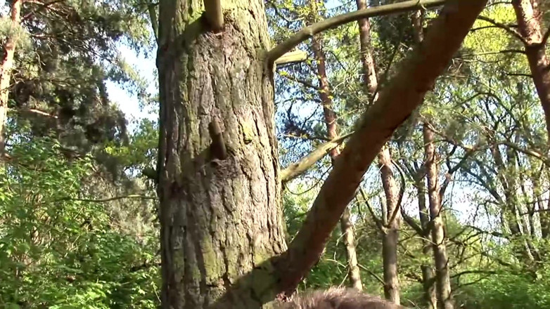 German amateur - 100% German hardcore videos: adbhut milf(chodne laayak mammi) ko aautdor chudaee men maja aata...