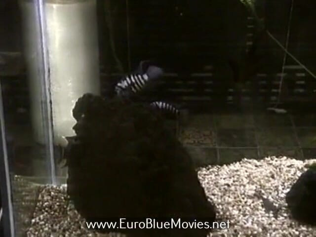 Euro Blue Movies: Klasyczny rocznik szwedzki hardcore