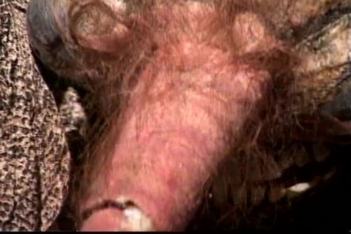 Vintage Life: Hot Ebony Slut Fucks Alien and His Friend