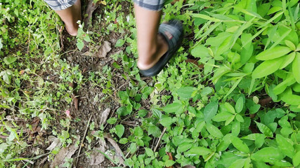 ChickenPuti: Jiran membawa teman wanita ke hutan dan mengongkeknya