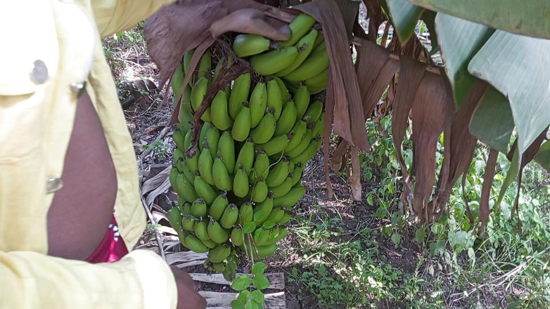 Indian Hijraji: Desi Shemale dan Boyfrends Berkongkek di Taman Pisang