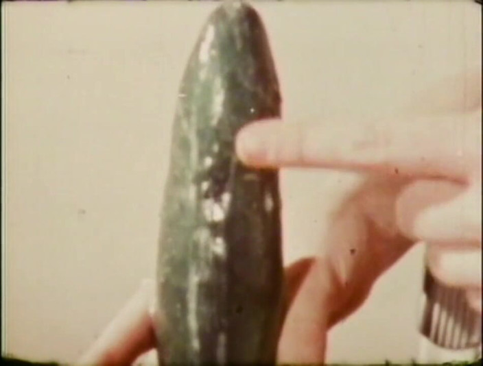 Vintage Usa: Sladká mladá vintage dívka si vezme velkého ptáka