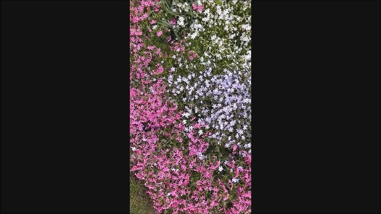 Dom Rod: 精液花园 1