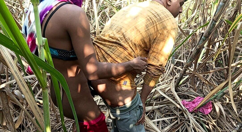 Indian Hijraji: 印度人妖 - 两名卡车司机和人妖Pooja今天清晨去甘蔗场硬操。