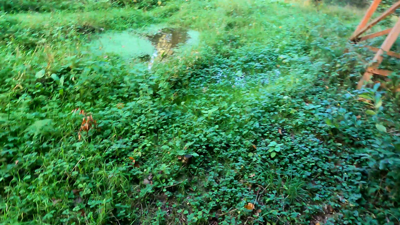 Bouncy Tits Action: Oben ohne durch den wald