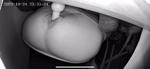 Haggy Baggy: Houten kontknop in en uit, geen handen
