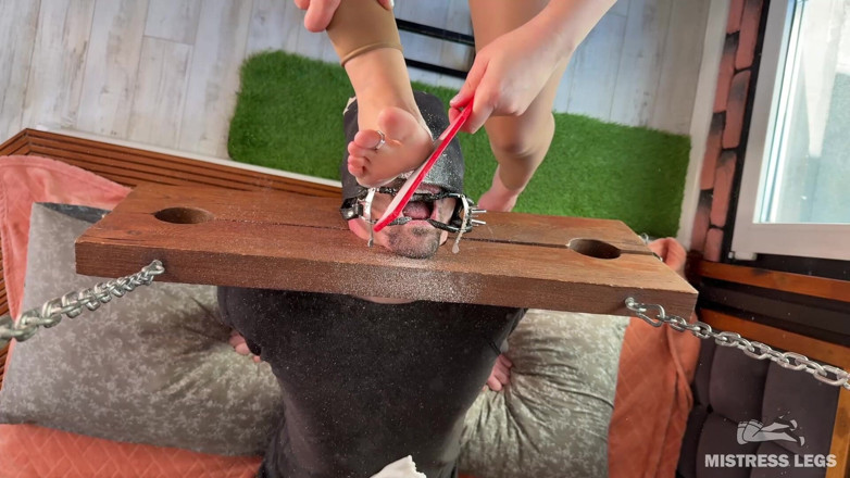 Mistress Legs: Skrobanie pedicure stóp uczta kurzu prosto w usta niewolnika