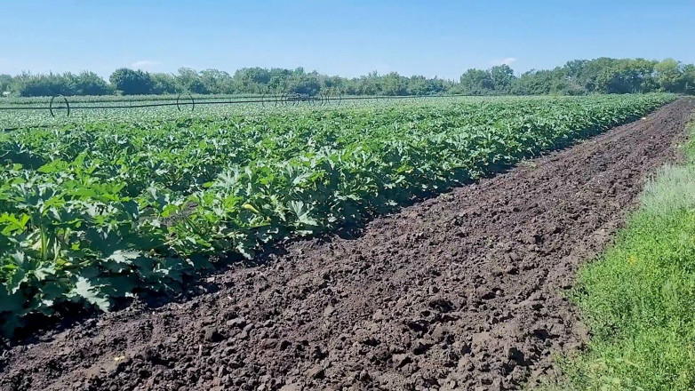 KristinaSlut: Una mora snella ha visto un campo nel quale crescono...
