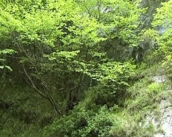 Porno kino: Curvelor germane le place sexul oral adânc în gât în pădure în trei