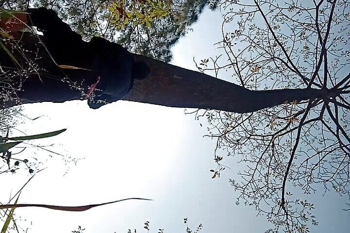 Thakursammy: Pisse sur un arbre