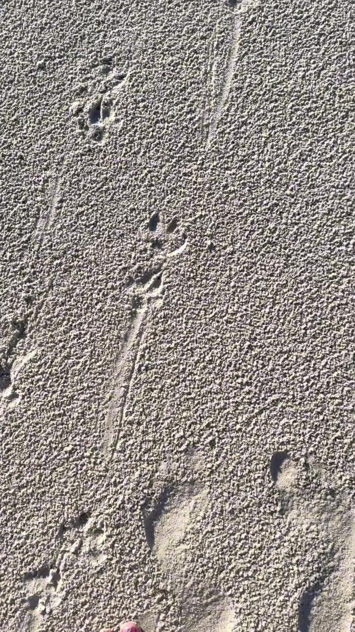 Peppermint Giantess: Vergleich der Größe 16 Fuß zu Sandabdrucken am Strand