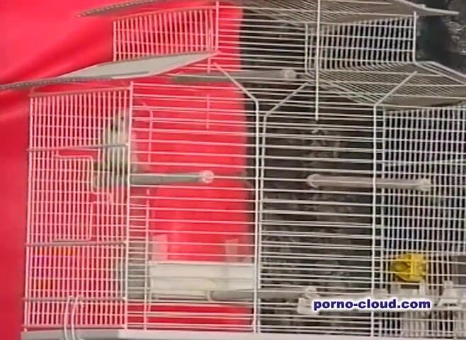 Porno Cloud: Le secret de l'arabe - DVD