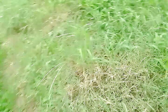 Thakursammy: 아침에 밖에서 오줌 싸기
