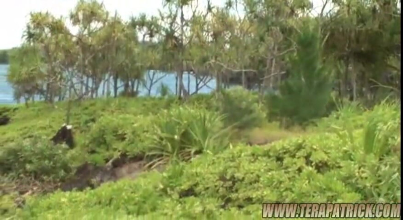 泰拉·派翠克: Teradise Island 2：场景3由亚历克西斯·阿莫尔主演